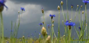 Грозы, шквалы и жара: синоптики рассказали о погоде на выходные