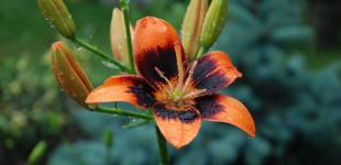 24 червня у більшості областей збережеться дощова погода з температурою 21-26°