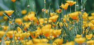 Синоптики обещают сегодня жару - до +35°С