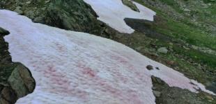 В Альпах появился розовый лед - это может иметь тяжелые последствия для климата