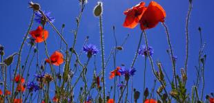 В Украине спадает жара: синоптики рассказали о погоде на ближайшие дни