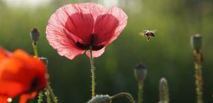 В Украину постепенно возвращается тепло: к концу недели обещают +29°