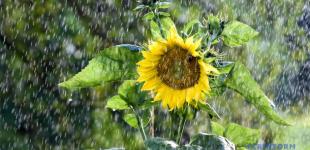 В Украине похолодает, по многим регионам пройдутся грозы и шквалы