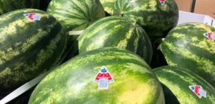На херсонских арбузах с баржи на Киев будут QR-коды о туризме