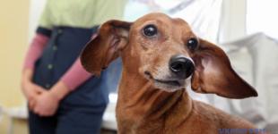 Раде предлагают обязать гостиницы размещать домашних животных в номере с хозяевами