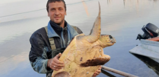 На Херсонщине рыбаки поймали средиземноморскую черепаху