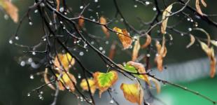 Україні прогнозують мокрий сніг і заморозки на грунті