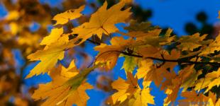 Ноябрь был самым теплым за всю историю наблюдений в Европе