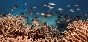 В Австралии обнаружили риф, который выше Эмпайр-стейт-билдинг