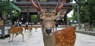 Отсутствие толп туристов изменило поведение оленей в японской Наре