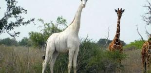 Единственного в мире белого жирафа спасают от браконьеров с помощью GPS-трекера