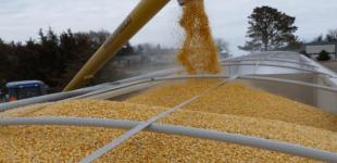 Україна зібрала рекордний урожай зерна та олійних культур