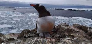 Глобальное потепление повлияло на популяции пингвинов в Антарктиде - ученый