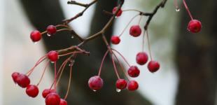 Хмарно та на Заході – неприємний мокрий сніг: прогноз погоди в Україні на 26 грудня