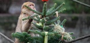 Киевский зоопарк просит не приносить им елки