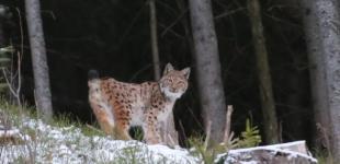 На Прикарпатье сделали редкие снимки рыси в природе