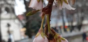 В Мукачево расцвела сакура