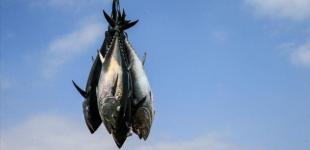 В Японии двухсоткилограммового тунца продали за $202 тысячи