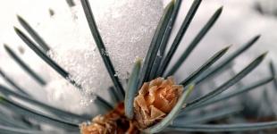 В Україні посиляться морози - вночі прогнозують до -19°