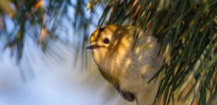 На Хортице заметили самую маленькую птичку Украины - весом пять граммов