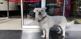 В Турции пес шесть дней ждал хозяина под больницей
