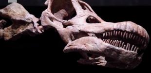 В Аргентине нашли останки самого древнего титанозавра в мире