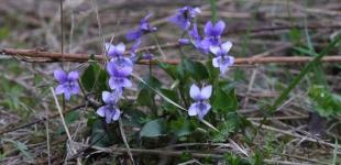 Апрель придет с дождем и туманом, но прогреет до +19°