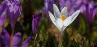 Весна возвращается: на выходные будет сухо и до +20°