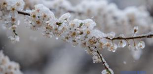 На Закарпатье снег засыпал дерева, которые успели зацвести
