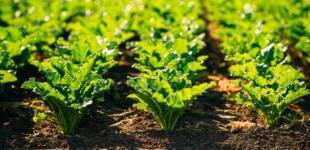 Украинские селекционеры зарегистрировали два новых сорта сахарной свеклы