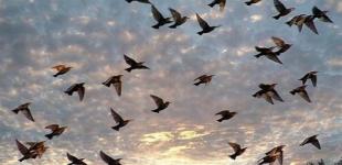 На Земле живет 50 миллиардов птиц - ученые