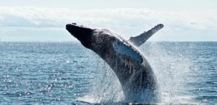 В Австралии впервые сняли огромную группу китов, которые показали «пузырчатую сетку»