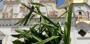 Сегодня православные и греко-католики празднуют День святой Троицы