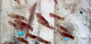 SpaceX отправила на МКС маленьких кальмаров для исследований иммунитета астронавтов