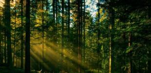 От мороза до +15°: Украине прогнозируют туманы и дожди на юге