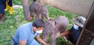 На Шрі-Ланці вперше за 80 років народилися слоненята-близнюки