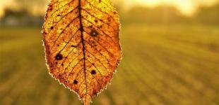 Україні прогнозують теплі останні вихідні осені