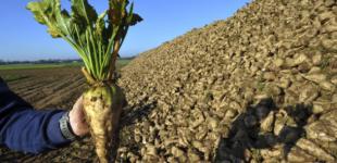 В Україні накопали 7,7 мільйона тонн цукрових буряків - Мінагро