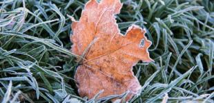 Нічний мороз та тумани: синоптики дали прогноз на початок тижня