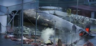 Ісландія планує з 2024 року припинити китобійний промисел