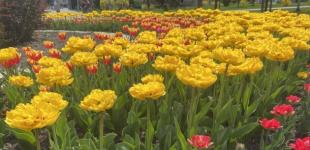 8 травня температура вночі 6-11°, вдень прогріє до +23°