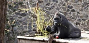 Київський зоопарк відновив роботу