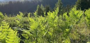 13 червня в Україні збережеться спека до +32°