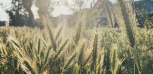 Вихідні в Україні будуть спекотними з грозами в окремих областях