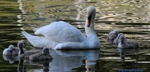 Опадів у найближчі дні не прогнозують, вдень до +31°