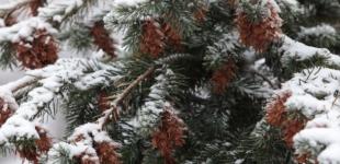 В Україні 9 грудня ймовірний мокрий сніг та дощ, вдень до 5° тепла