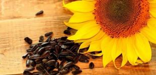 Как определить зараженность семян и масличные примеси?