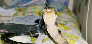 В жилой дом в Таиланде забралась кобра: как спаслись люди