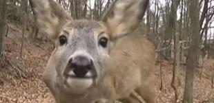 В Киевской области охотники убили двух беременных самок благородного оленя