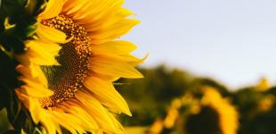 Спека до +35°. Якою буде погода в Україні